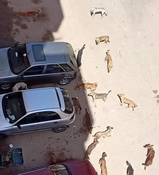  انتشار الكلاب المسعورة كابوس يلاحق أهالي أبو حماد