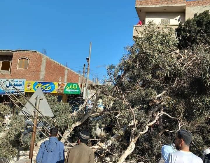  بسبب الطقس السيئ.. إصابة سائق “توك توك” إثر سقوط شجرة ضخمة عليه بفاقوس
